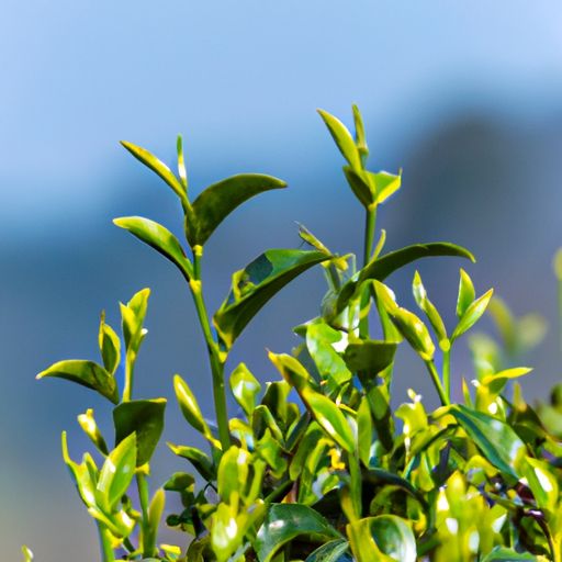  武夷红茶正山小种——品尝醇香，感受历史文化的魅力 