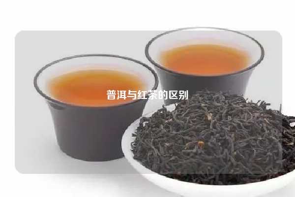 普洱与红茶的区别