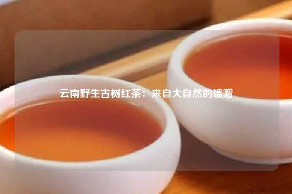 云南野生古树红茶：来自大自然的馈赠